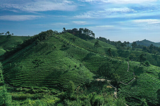 梯田式茶園風(fēng)光