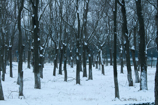 雪景