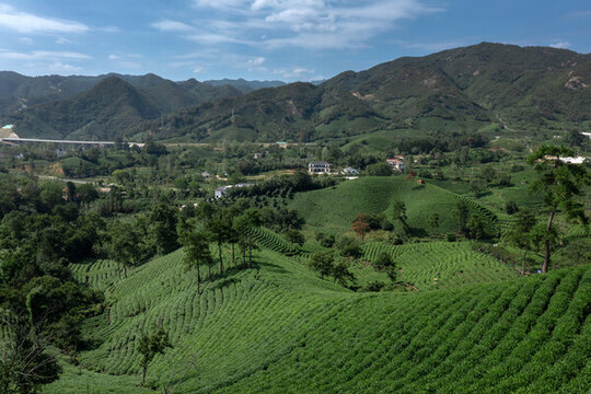 山間茶園的寧靜