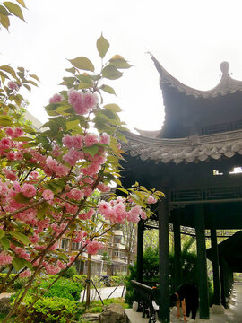 桃花