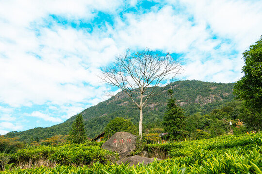 姑婆山方家茶園