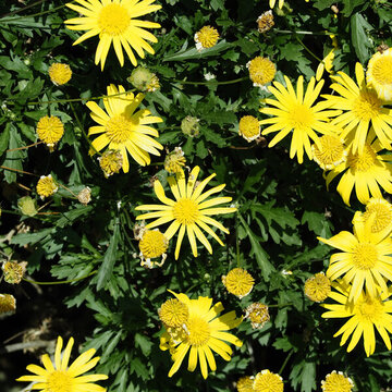 盛開(kāi)的黃金菊花