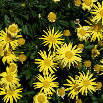 盛開(kāi)的菊花