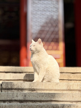 小白貓