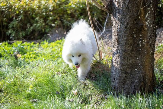 在公園奔跑的白色薩摩耶犬