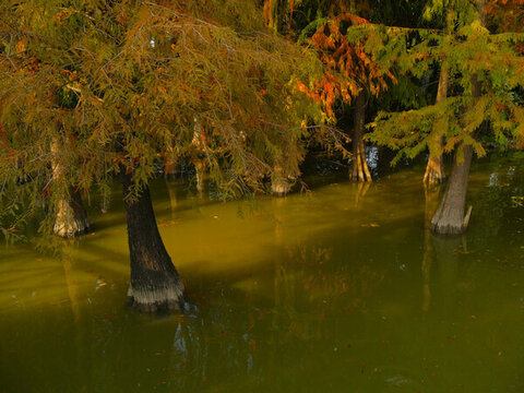 廣州海珠湖公園冬天的落羽杉黃了