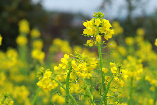油菜花開(kāi)
