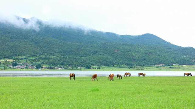 麗江文海濕地公園