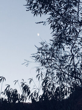白天的月亮