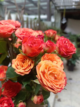 月季花
