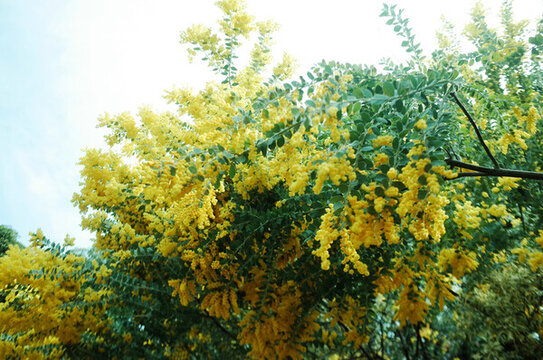春天盛開(kāi)的金合歡花
