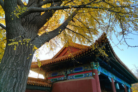 北京景山公園銀杏樹