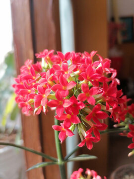 長壽花