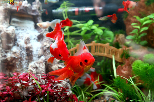 金魚