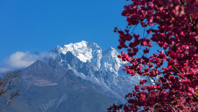 麗江古城櫻花大道雪山櫻花