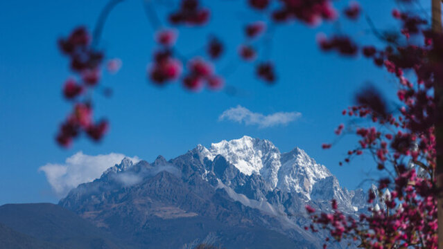 麗江古城櫻花大道雪山櫻花