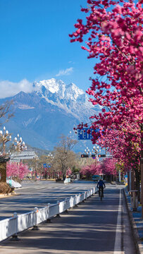 麗江櫻花大道玉龍雪山