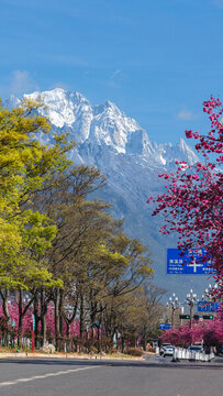 麗江櫻花大道玉龍雪山
