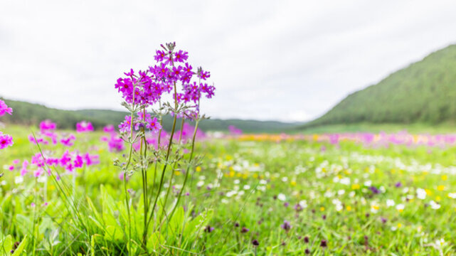 麗江南溪野花濕地
