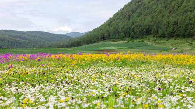 麗江南溪村花海濕地