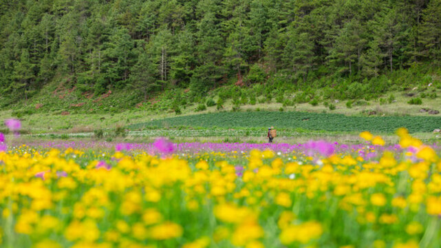 麗江南溪村花海濕地