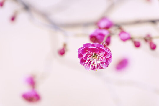 畫面干凈的梅花圖