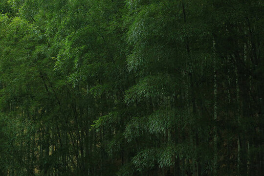 竹林