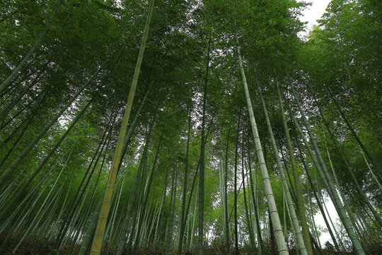 竹林
