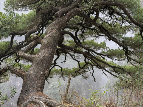 千年古松宜章莽山將軍寨