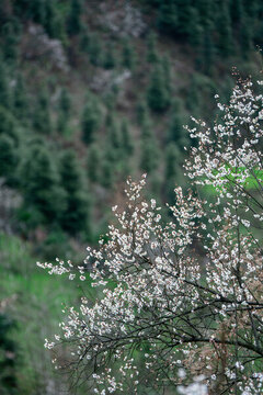梅花枝頭春意鬧美麗鄉(xiāng)村風(fēng)光鄉(xiāng)村振興
