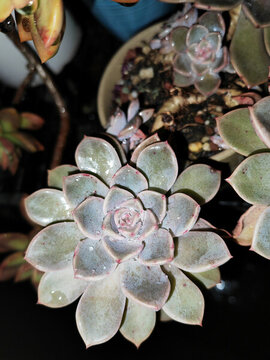 多肉植物