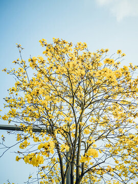 廣州洲頭咀公園的黃花風(fēng)鈴木開花了植物開花