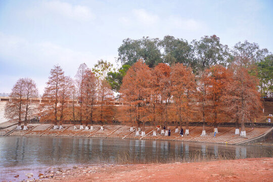 南寧大王灘國家濕地公園落羽杉風光