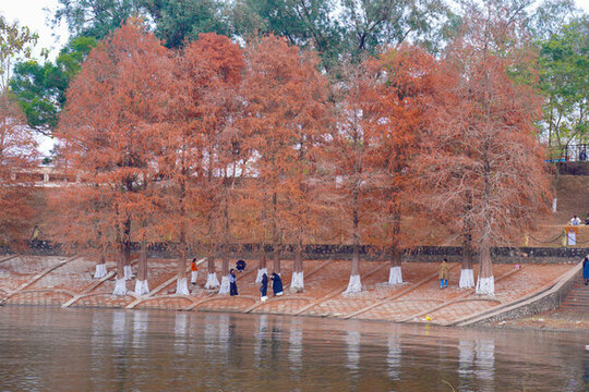 南寧大王灘國(guó)家濕地公園落羽杉風(fēng)光