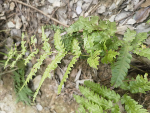 蕨草