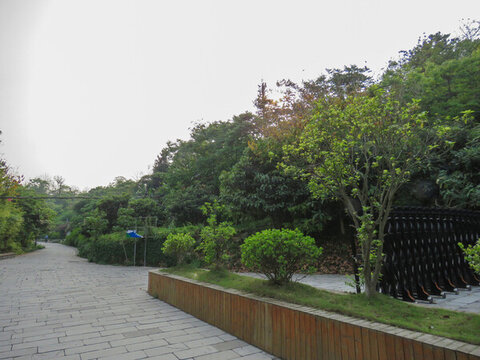 黃果樹(shù)瀑布植物