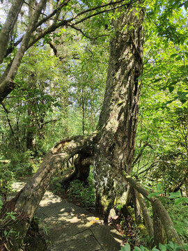 雅安滎經(jīng)龍蒼溝風(fēng)景區(qū)天生橋