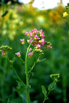 粉色油菜花
