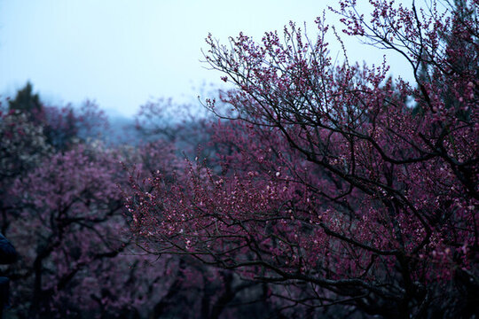 紅梅園梅花盛開(kāi)特寫(xiě)攝影高清