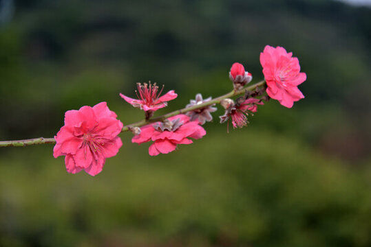 桃花
