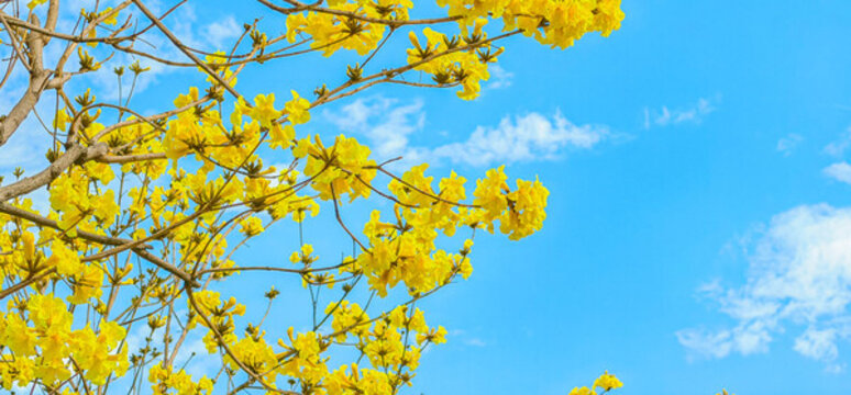春天佛山瀾石公園盛開(kāi)的黃花風(fēng)鈴木