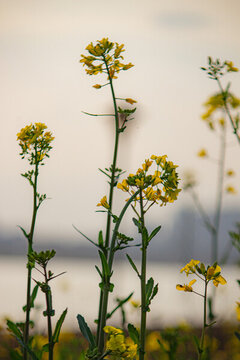 油菜花