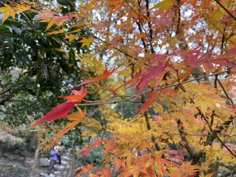 紅色的楓樹