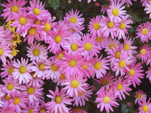 美麗菊花