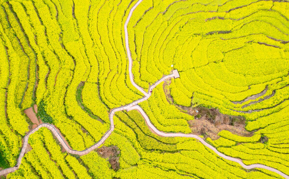 中都油菜花海