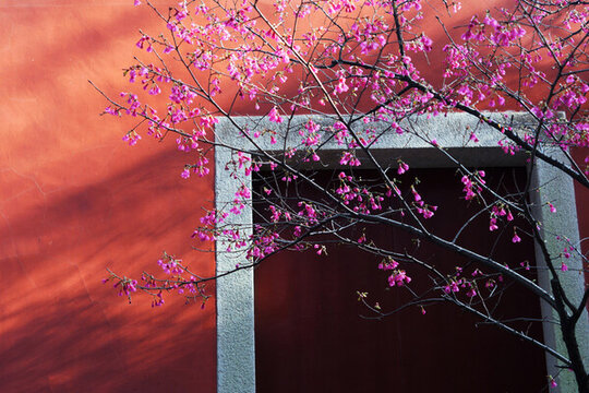 櫻花古建筑