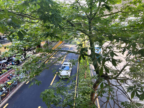 道路綠蔭