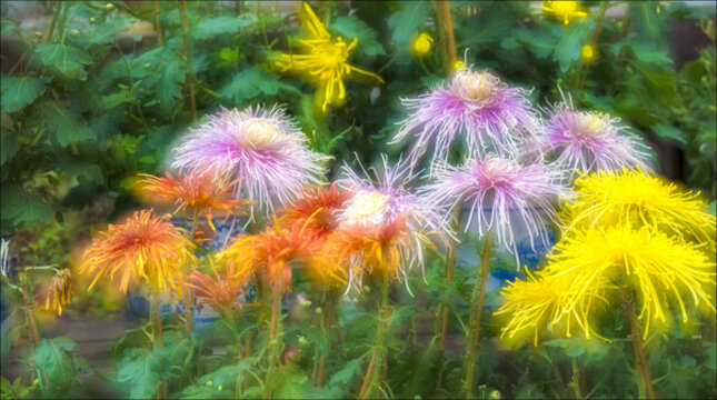 菊花展