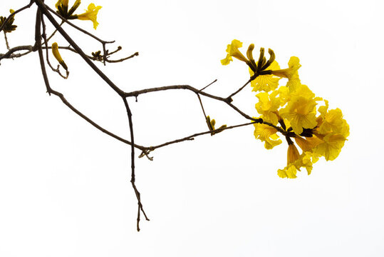 黃花風(fēng)鈴木