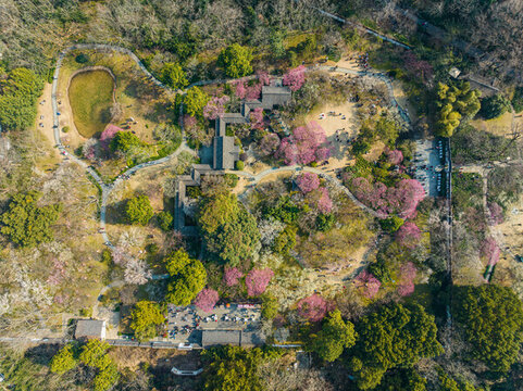 杭州靈峰探梅